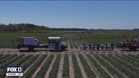 Drone Zone takes flight over Wish Farms in Plant City