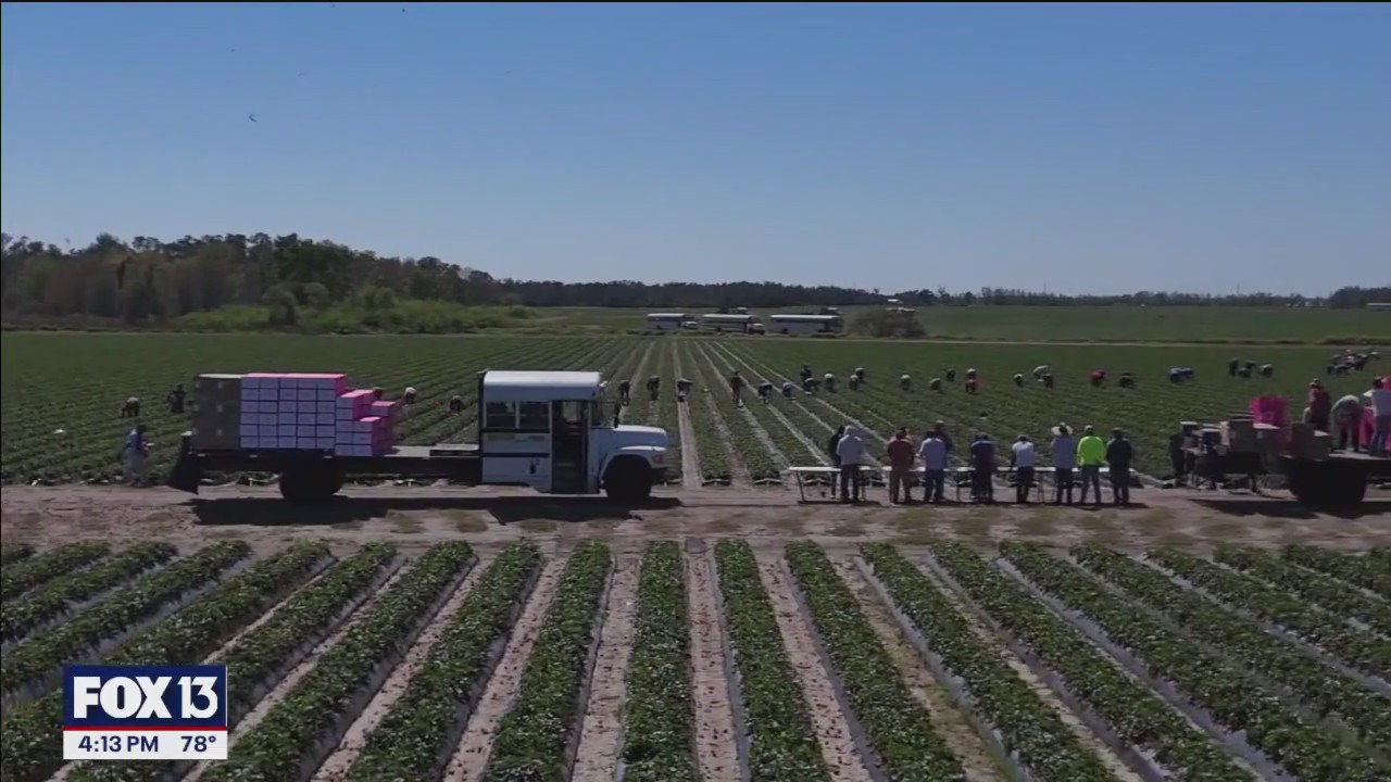 Drone Zone takes flight over Wish Farms in Plant City
