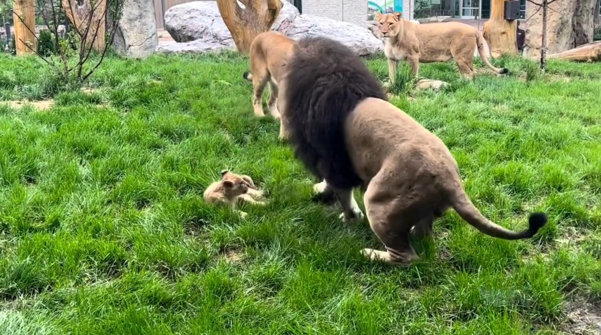 New baby lion plays with dad at Lincoln Park Zoo