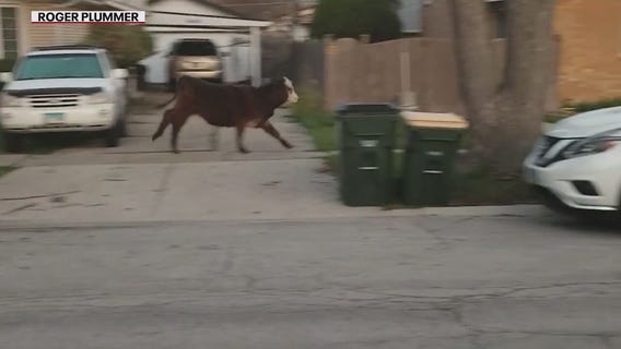 Suburban students set cow loose during 'senior prank' gone wrong