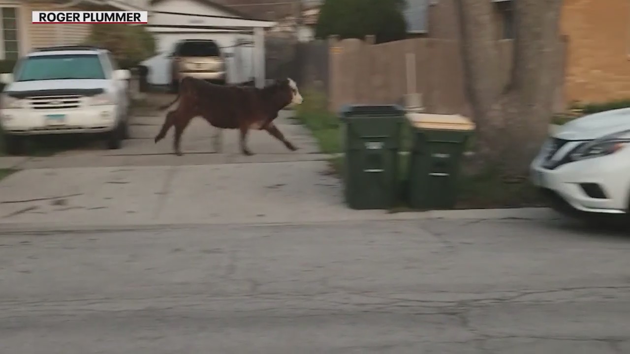 Suburban students set cow loose during 'senior prank' gone wrong