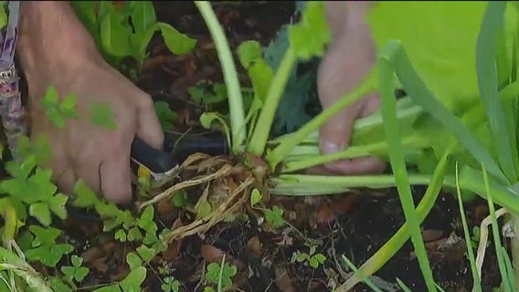 It?s not too late to plant a spring garden