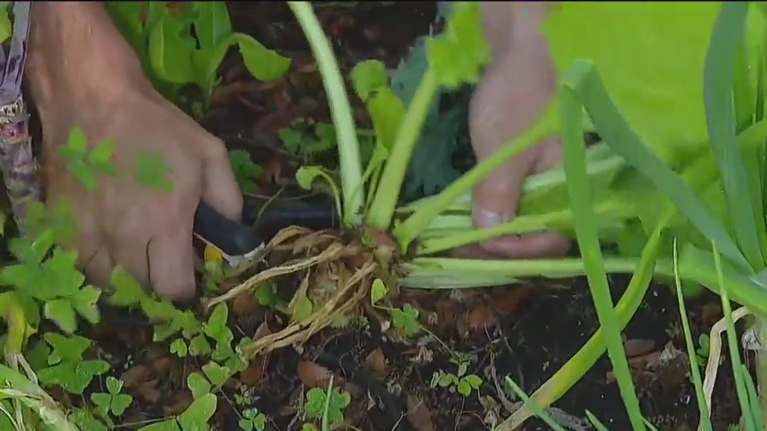 It?s not too late to plant a spring garden