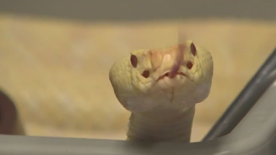 Universal antivenom for snake bites possible