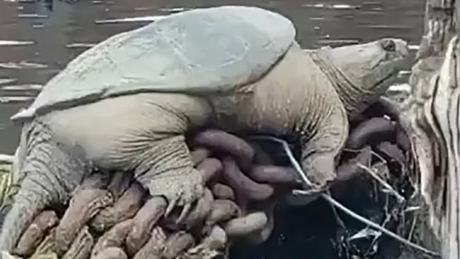 Giant snapping turtle dubbed 'Chonkosaurus' spotted in Chicago River