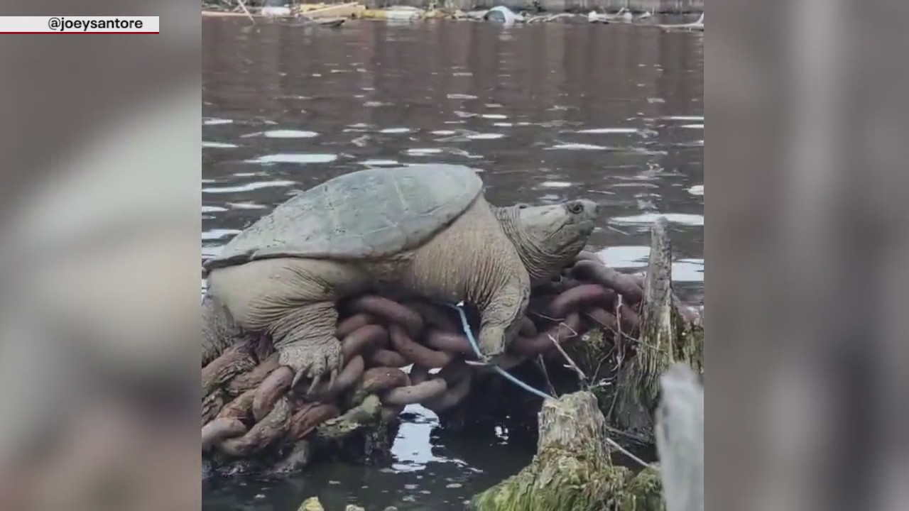 Snapping turtle dubbed 'Chonkosaurus' spotted in Chicago River
