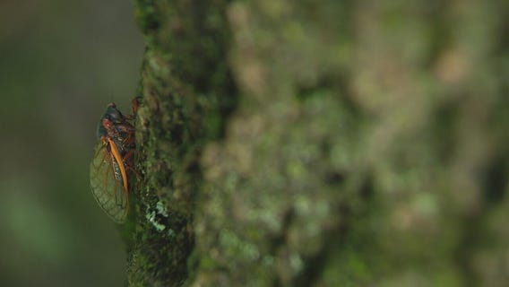 Cicadas emerging early in Chicago