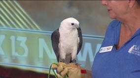 Owl's Nest Sanctuary for Wildlife