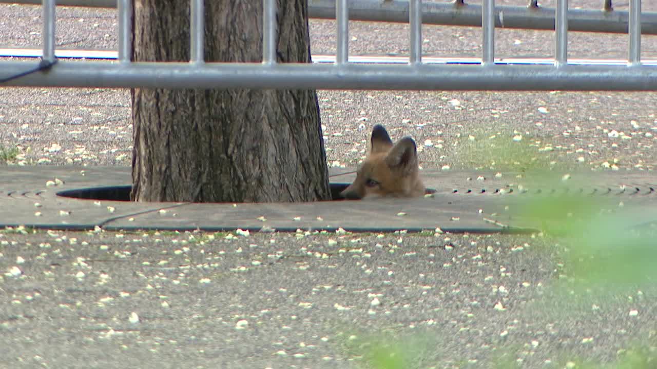 Baby foxes move into spacious property at Millennium Park