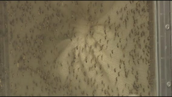 Chicago Department of Public Health confirms first West Nile-positive mosquito batch