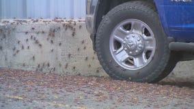 Crickets take over small town