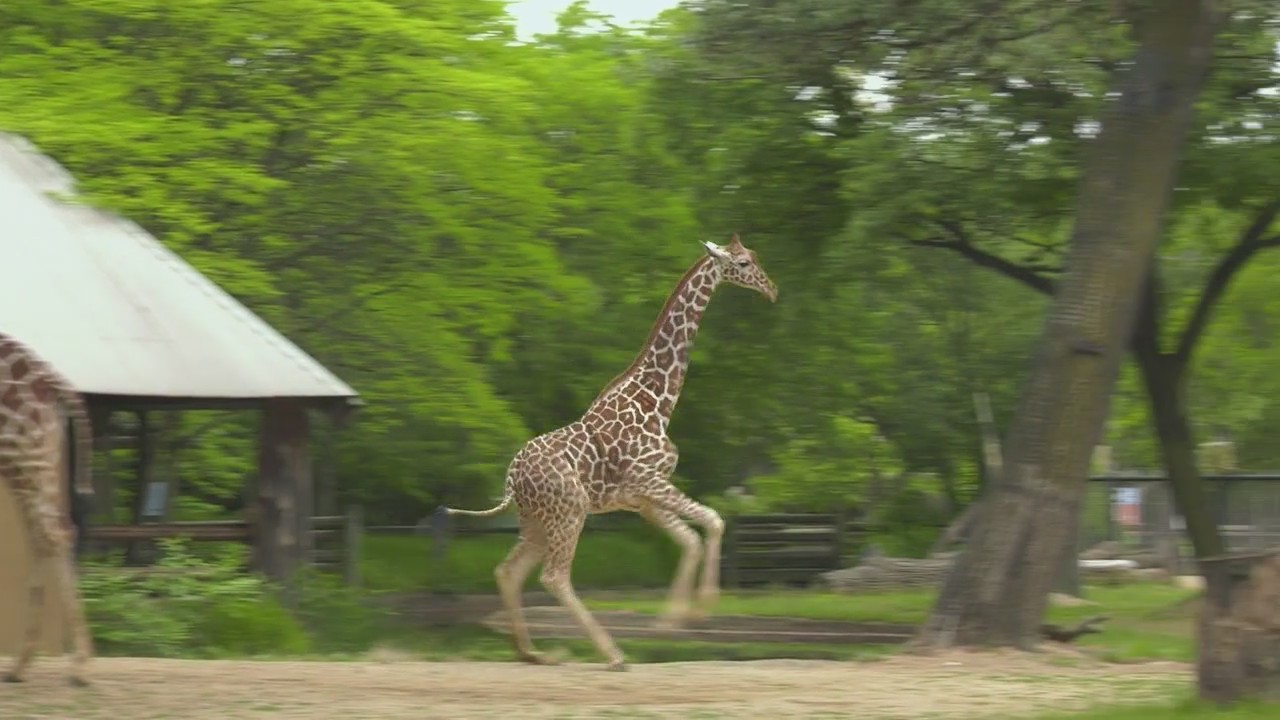 Brookfield Zoo introduces 2-year-old giraffe 'Asha'