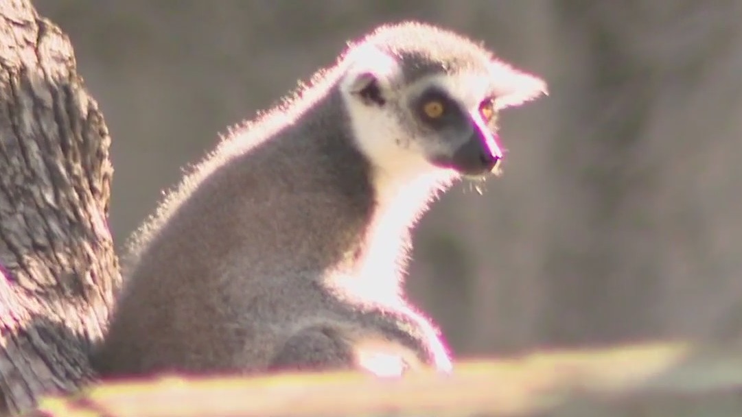 Summer Camp Series: ZooTampa