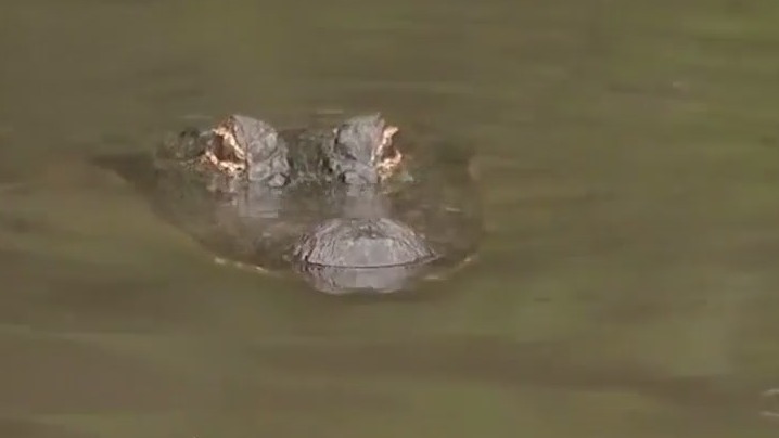 Gator mating season is about to begin