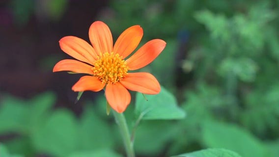 Florida Friendly Landscaping