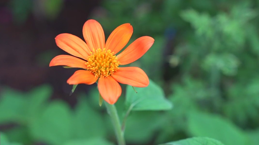 Florida Friendly Landscaping