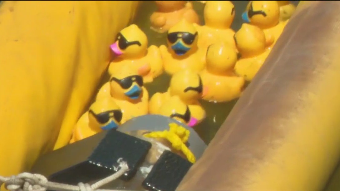 Incredible Duck Race on Saturday