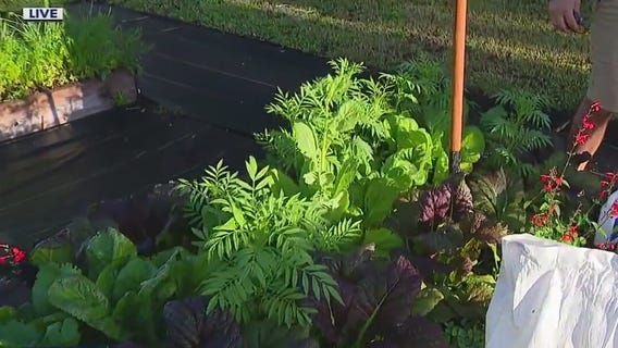 Using excess mustard greens to ward off pests