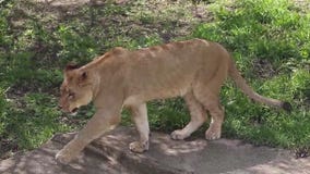 Local zoos take action to protect animals from poor air quality