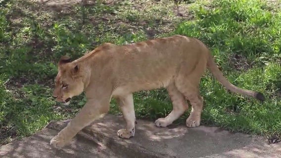 Local zoos take action to protect animals from poor air quality