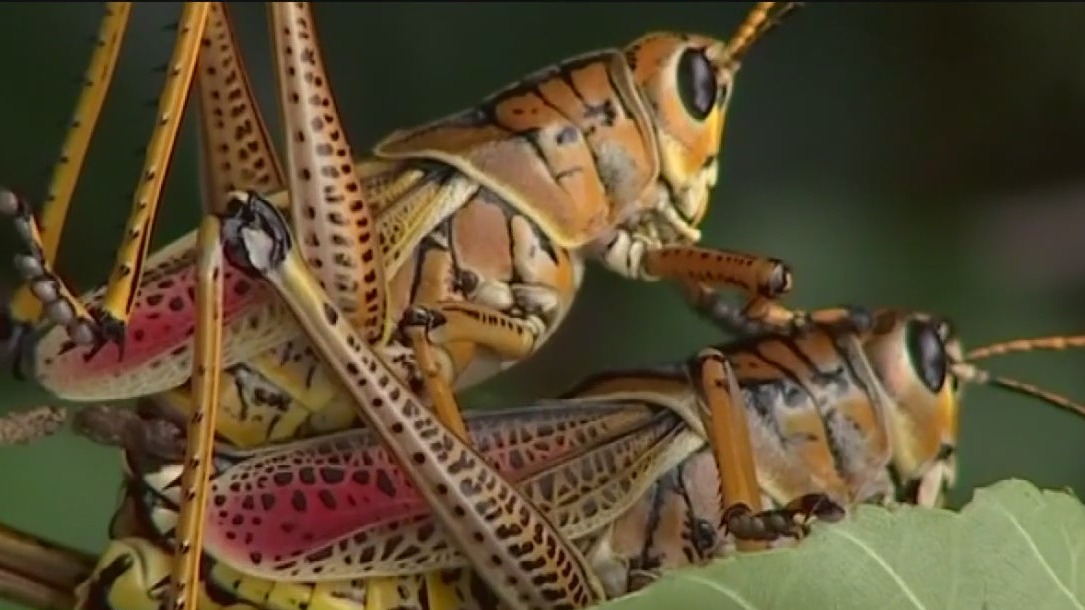 Large grasshoppers pose threat to plants | FOX 13 Tampa Bay