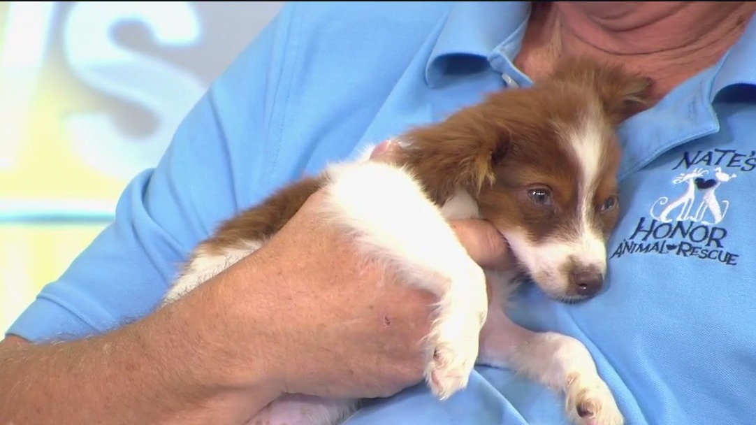 Nate's Honor Rescue saves dogs from hoarders