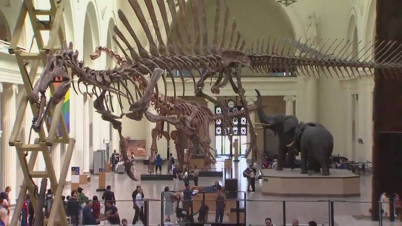 Field Museum asking for public's help in naming Spinosaurus