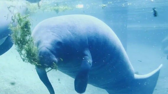 Juliet the manatee dies at ZooTampa