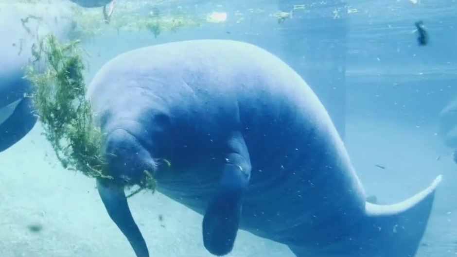 Juliet the manatee dies at ZooTampa