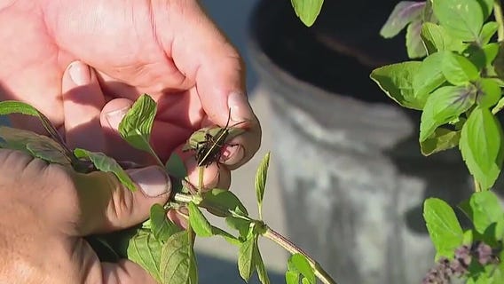 Clearing up misconceptions about grasshoppers