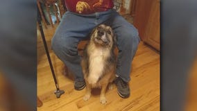 Chicago-area veteran seeks lost dog, offers $2K reward for reunion