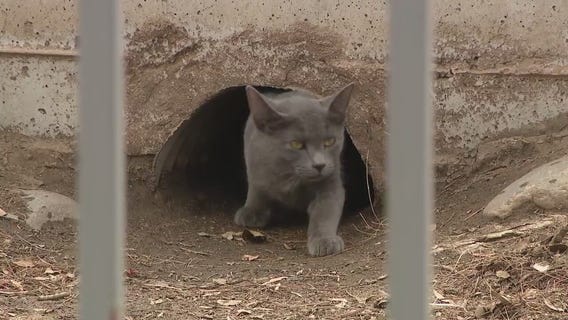 Chicago suburb launching feral cat program to help control rats