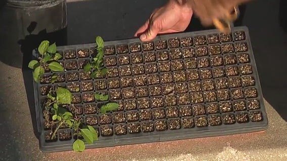 Using cuttings from your plants to propagate
