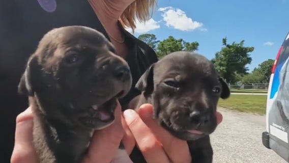 PetPal Animal Rescues encourages adopting local