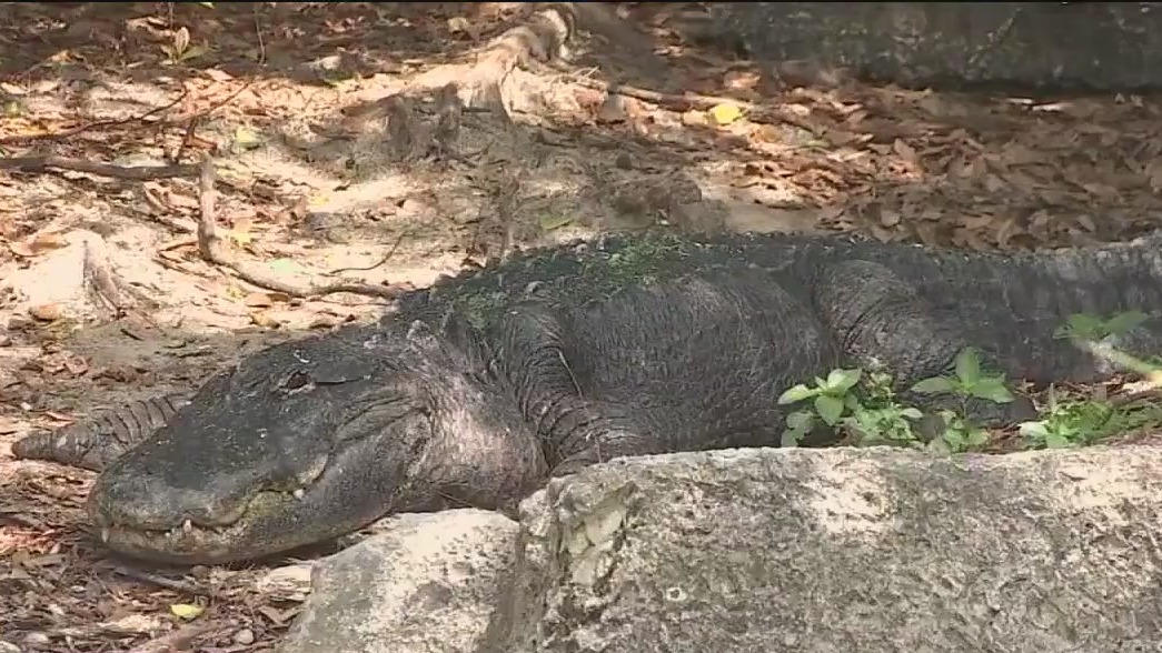 Applications open for 'Alligator Super Hunt'