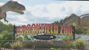 Here are Brookfield Zoo's weekend events