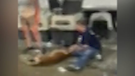 Indiana prosecutor requests investigation into heat deaths of 8 dogs