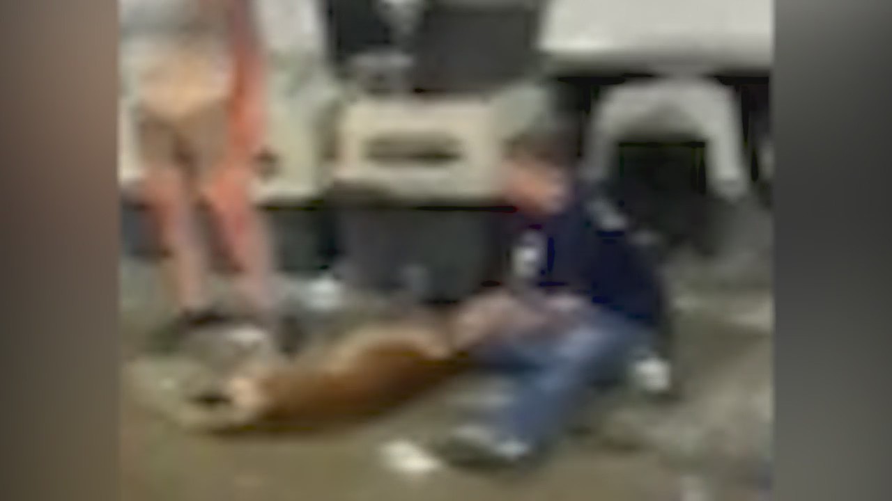 Indiana prosecutor requests investigation into heat deaths of 8 dogs