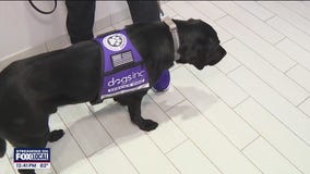 Dogs Inc. pairs K-9s with veterans, visually impaired
