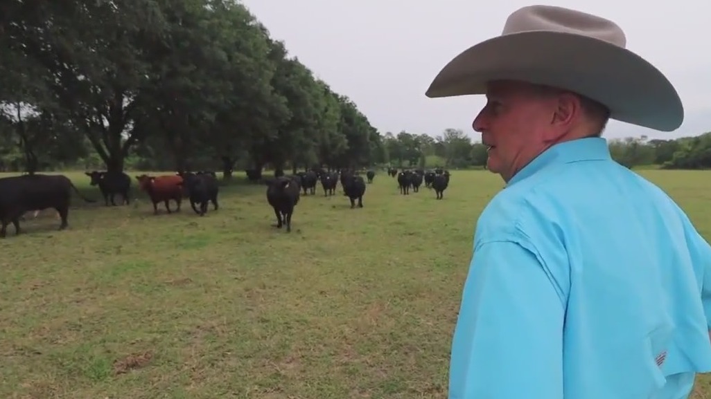 Feeding Florida: Providence Cattle Company