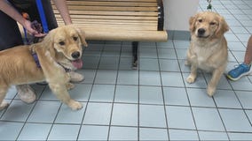 Across America: Family takes wrong dog home from daycare