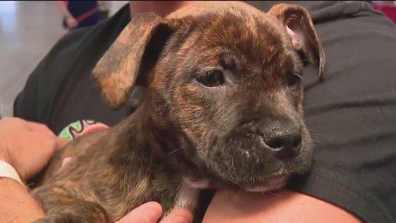 Over 200 dogs hope to get adopted this weekend