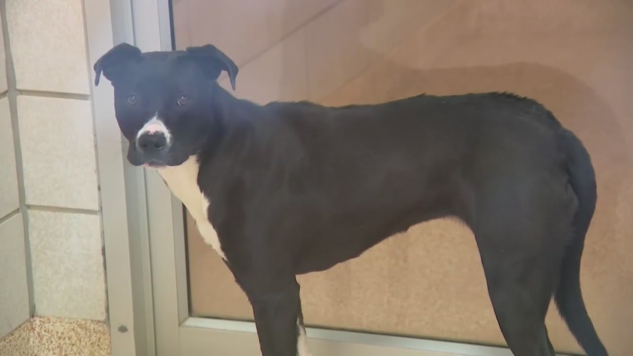 Dog owners not vaccinating their pets