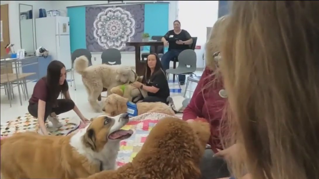 Nonprofit reducing teachers' stress with dogs