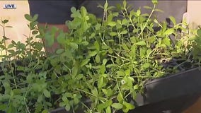 How to handle lack of rain with our gardens