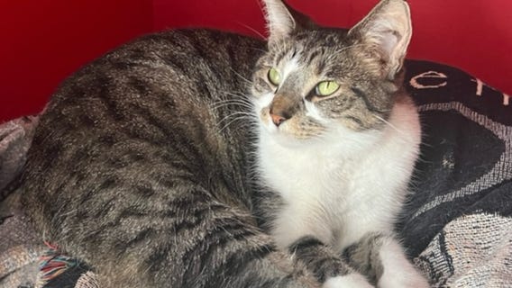 Foster kitten rescued from home in Wheaton