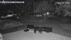 Another black bear sighting in Hillsborough County