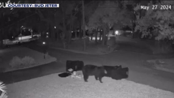 Another black bear sighting in Hillsborough County
