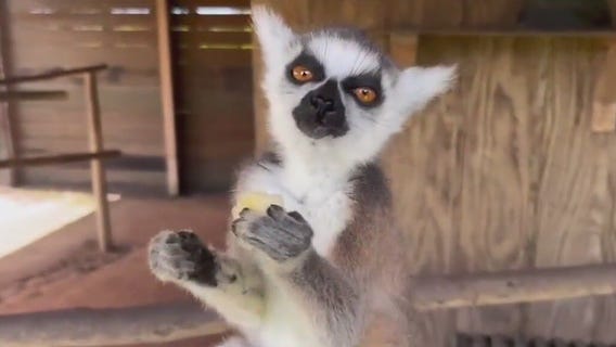 Meet lemurs in Lakeland