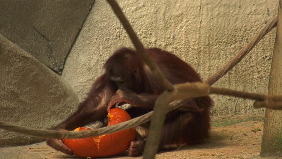 Brookfield Zoo animals treated to Halloween pumpkin enrichment